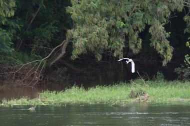 Close-up of a white egret balancing on a rope over the Tiete river in the interior of the State of Sao Paulo.