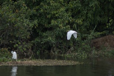 Great Egret (Ardea alba) flying low over the Tiete River