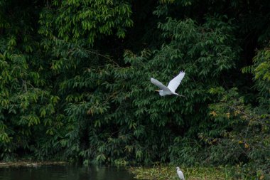 Great Egret (Ardea alba) flying low over the Tiete River