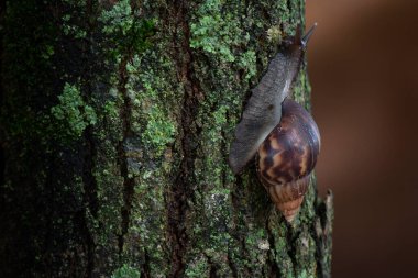 Giant African Snail (Achatina fulica) climbing tree trunk. Hermaphroditic species. Both partners of a mating pair will produce offspring as they can simultaneously fertilize each other