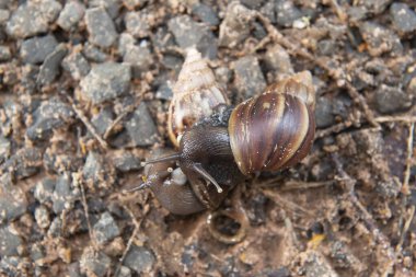 Giant African Snail (Achatina fulica) mating. Intersexual species, both partners of a mating pair will produce offspring as they can simultaneously fertilize each other