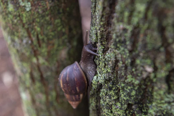 Giant African Snail (Achatina fulica) on tree trunk. The snails should not be handled without proper protection and sanitation