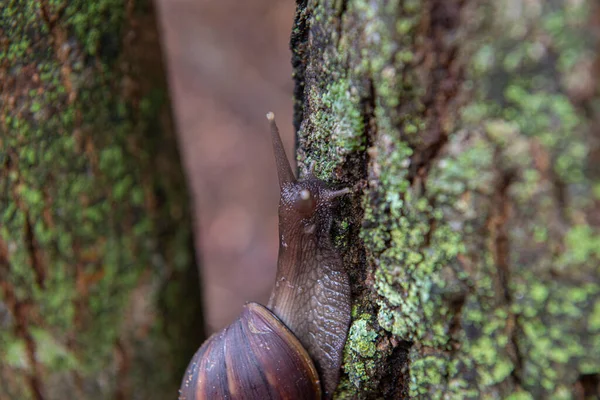 Giant African Snail (Achatina fulica) on tree trunk. The snails should not be handled without proper protection and sanitation
