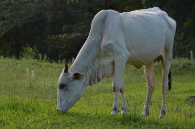 Gün batımında Brezilya 'nın kırsalında yeşil ot yiyen Nellore ineğinin yakından görüntüsü. Sığır eti sektörü tarım sektöründe büyük ekonomik öneme sahiptir.