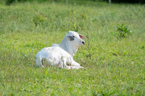 White Nelore Calv Lying Green Pasture Sunny Day — Stock Photo, Image