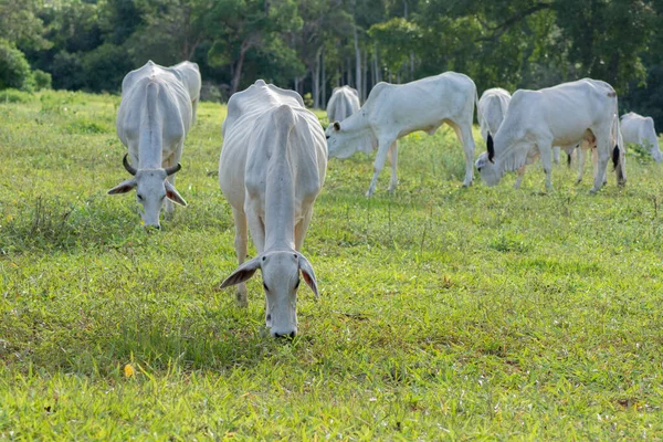 Vista Lateral Buey Grande Fuerte Nelore Vaca Una Granja Campo — Foto de Stock