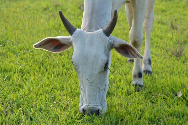 Vue Rapprochée Une Vache Nellore Tête Baissée Train Manger Herbe — Photo