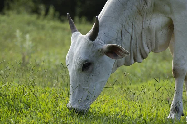 Vista Cerca Una Vaca Nellore Con Cabeza Hacia Abajo Comiendo —  Fotos de Stock