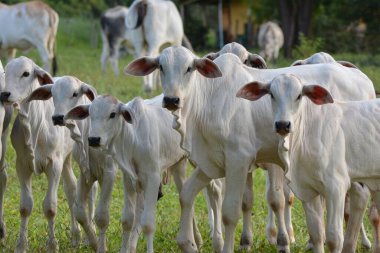 Güzel ve sağlıklı Nellore buzağıları gün batımında Brezilya ilkbaharında yeşilimsi bir çayırda otluyor. Sığır eti.