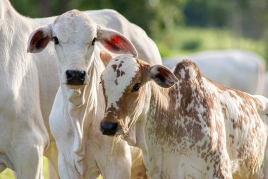 Brezilya ilkbaharında yeşil çayırlarda gün batımında otlayan güzel, sağlıklı, beyaz ve cüsseli Nellore yavrularının önü. Sığır eti..