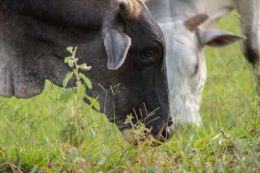 Gün batımında Brezilya 'nın kırsalında yeşil çimen yiyen Nellore ineklerinin yakından görüntüsü. Sığır eti sektörü tarım sektöründe büyük ekonomik öneme sahiptir.