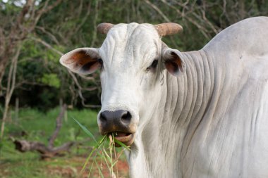 Güneşli baharda Brezilya kırsal kesiminde beyaz Nelore Bull 'un yüzüne yakın çekim.