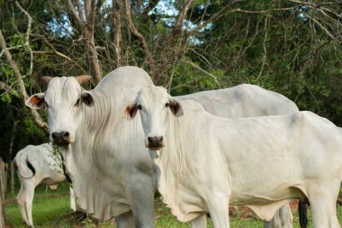 Bull ve Nellore gün batımında bir çiftlikte çitin yanında yan yana. Baharda yeşil çayırlarda sığır eti ve arka planda ağaçlar.