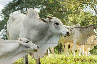 Brezilya 'nın Sao Paulo kentindeki bir çiftlikte büyük ve güçlü bir Nelore öküzü ve ineğinin yan görüntüsü..