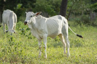 Brezilya ilkbaharında yeşil çayırlarda gün batımında otlayan güzel, sağlıklı, beyaz ve cüsseli Nellore yavrularının önü. Sığır eti..