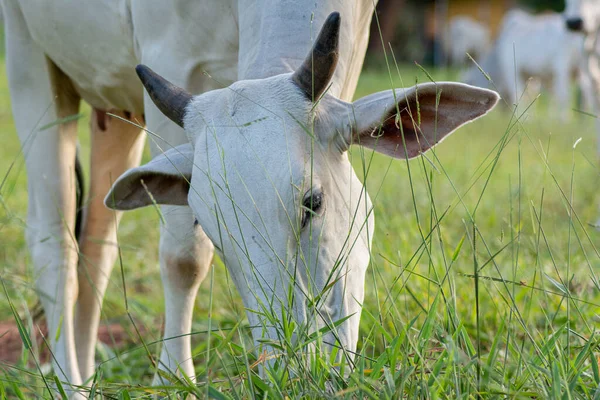 Vista Lateral Buey Grande Fuerte Nelore Vaca Una Granja Campo — Foto de Stock