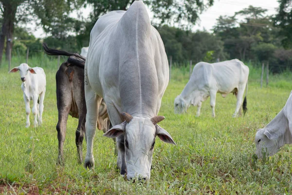 Boční Pohled Velký Silný Nelore Vůl Kráva Farmě Krajině Sao — Stock fotografie