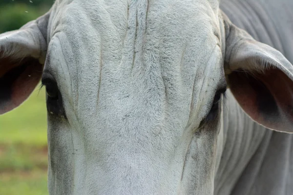 stock image Super close up of fierce and angry nelore bull face.