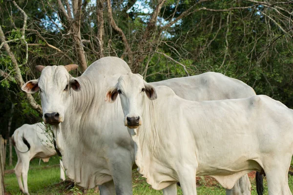 Bull Nellore Kráva Vedle Plotu Farmě Během Západu Slunce Hovězí — Stock fotografie