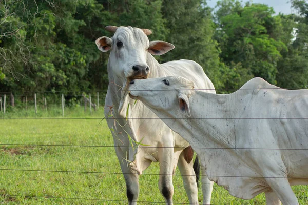 Toro Vaca Nellore Lado Lado Junto Valla Una Granja Durante —  Fotos de Stock