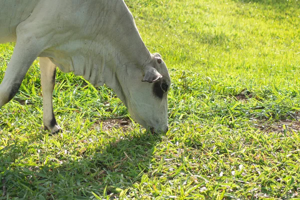 Side View Nellore Cow Its Head Lowered Eat Green Grass — Stock Photo, Image