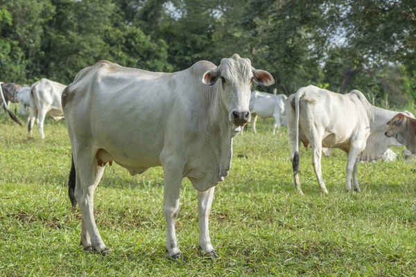 Boční Pohled Velký Silný Nelore Vůl Kráva Farmě Krajině Sao — Stock fotografie