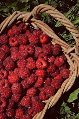 Olgun ahududu sepeti içinde yeşil çimen arka planında