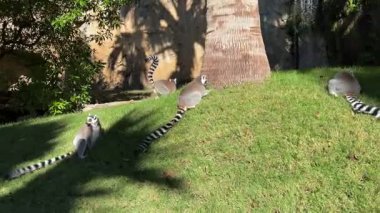 Halka kuyruklu lemurlar, güneş ışığında palmiye ağacının yanında çimlerin üzerinde oturuyorlar.