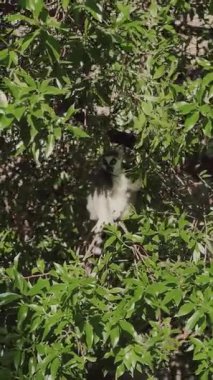 Halka kuyruklu lemur ağaçta oturuyor ve doğal ortamında yeşil yaprakları yiyor.