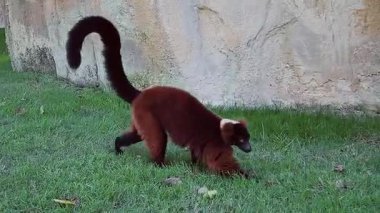 Uzun siyah kuyruklu kırmızı yakut lemuru yeşil çimlerde yürüyor.