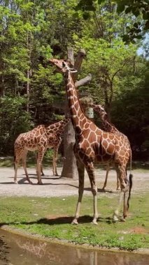 Bir grup zürafa, yemyeşil bir ortamda yemek yiyor ve bir zürafa ön planda duruyor. Sahne parlak ve güneşli, doğal yaşam alanını gösteriyor.