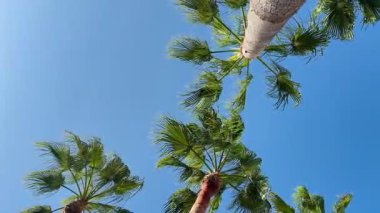 Rüzgarda savrulan yeşil yapraklı palmiye ağaçlarının alçak açılı görüntüsü açık mavi gökyüzü, parlak güneş ışığı, yaz seyahati ve tropikal tatil kavramı