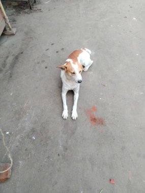 Yolun kenarına çek, turuncu bir koni ya da fener koy ve güvenli bir mesafeden otoyola doğru işaret et.. 