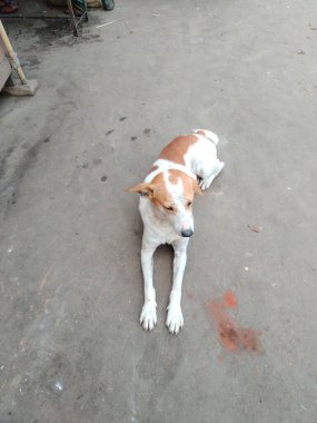 Yolun kenarına çek, turuncu bir koni ya da fener koy ve güvenli bir mesafeden otoyola doğru işaret et.. 