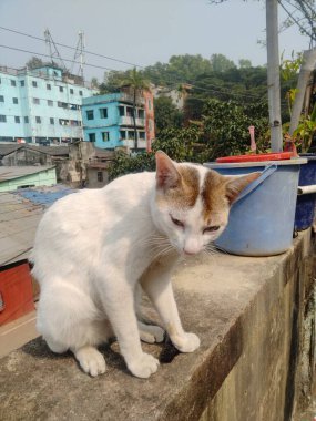 Cat siting on the roof. Since roofs go up high, cats like to climb them to see things better