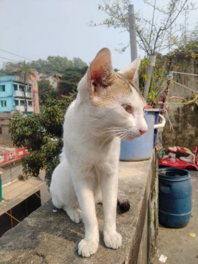 Cat siting on the roof. Since roofs go up high, cats like to climb them to see things better