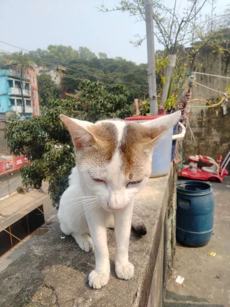 Cat siting on the roof. Since roofs go up high, cats like to climb them to see things better