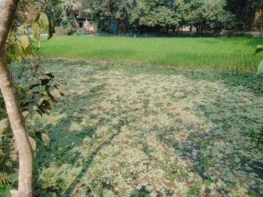 Beautiful village Picture, Village images real, Village picture bangladesh