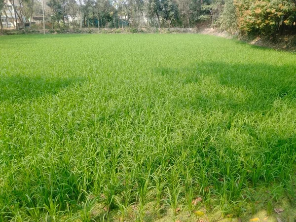 Güzel köy fotoğrafı, Köy görüntüleri gerçek, Köy resmi bangladeş