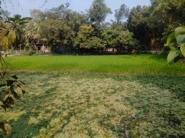 Güzel köy fotoğrafı, Köy görüntüleri gerçek, Köy resmi bangladeş