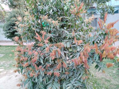 Kamu parkındaki kadın resimleri