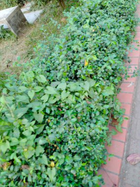 Kamu parkındaki kadın resimleri