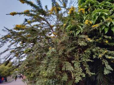 Kamu parkındaki kadın resimleri