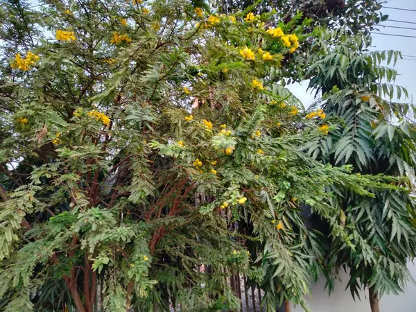 Kamu parkındaki kadın resimleri