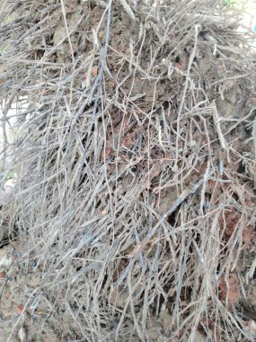 Ağaç kökleri türleri, toprakta ağaç kökleri