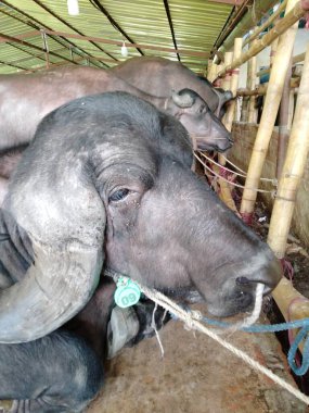 Buffalo Boynuzları, Bufalo Kafası, Bufalo Resimleri, Güzel Bufalo, Büyük Bufalo, Bufalo Boynuzları Çok Güzel