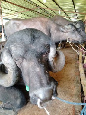 Buffalo Boynuzları, Bufalo Kafası, Bufalo Resimleri, Güzel Bufalo, Büyük Bufalo, Bufalo Boynuzları Çok Güzel