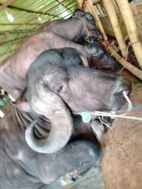 Buffalo Boynuzları, Bufalo Kafası, Bufalo Resimleri, Güzel Bufalo, Büyük Bufalo, Bufalo Boynuzları Çok Güzel