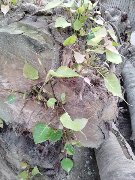 stock image Tree Root stay on the road