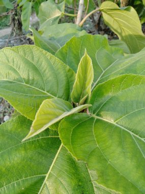 Çiçek ağacı kökü yolda 